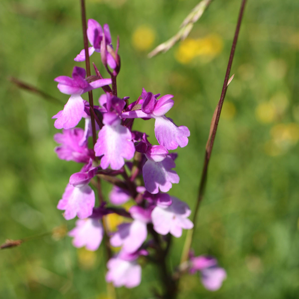 Anacamptis palustris